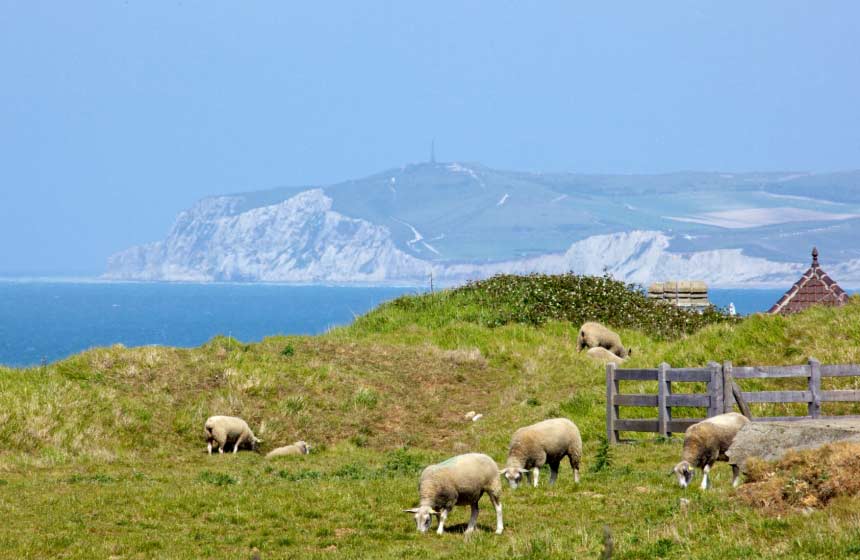 Meet and greet the sheep at Cap Blanc Nez!