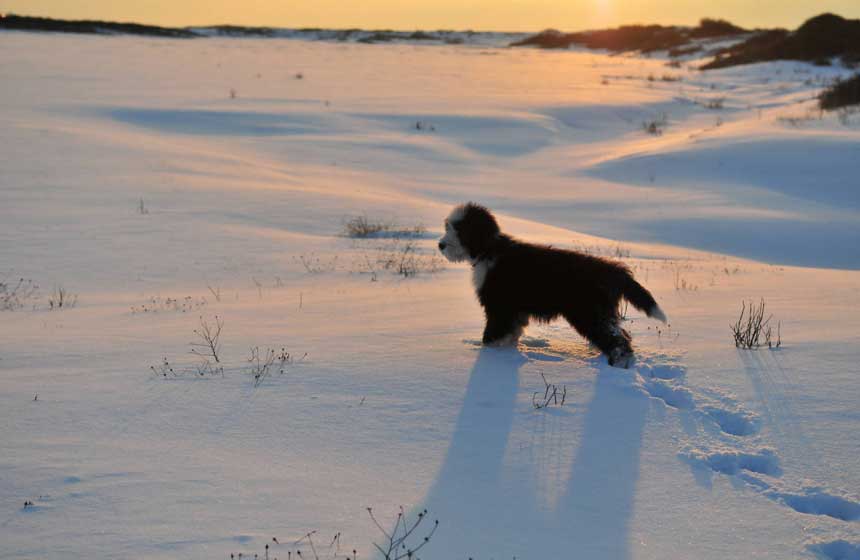 Pets are welcome at your Calais accommodation; your dog will love the beach!