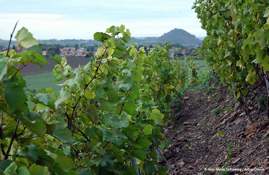 Vines are perhaps the last thing you'd expect to see on a slagheap!