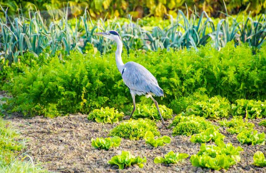 A heron in the Marais Audomarois