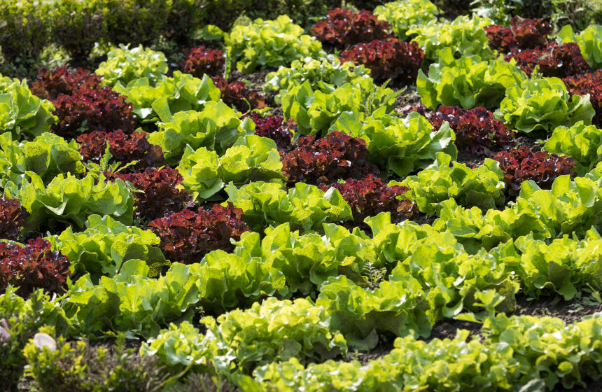 Vegetable patch, La Chartreuse du Val St-Esprit, Gosnay, Northern France