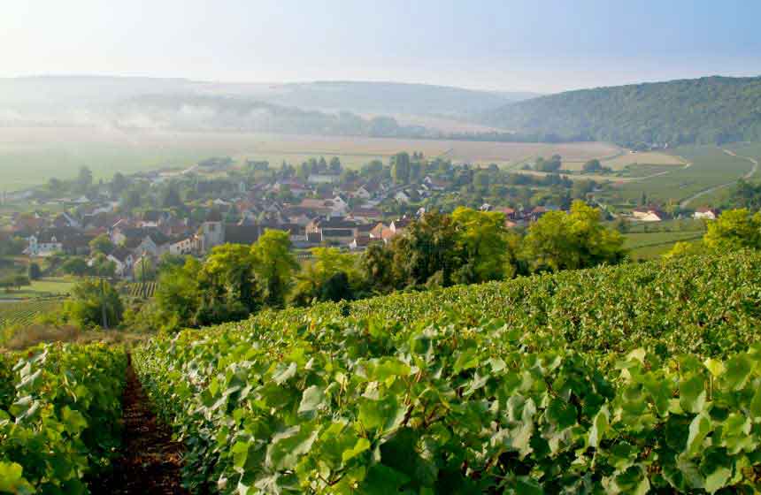 On your champagne break in Northern France, explore the champagne vineyards