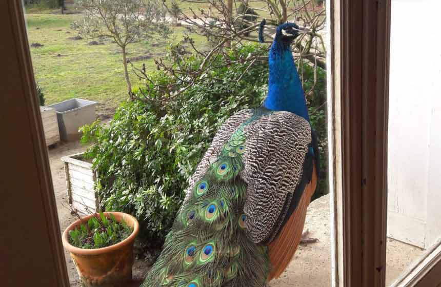Meet Léon, the family's peacock