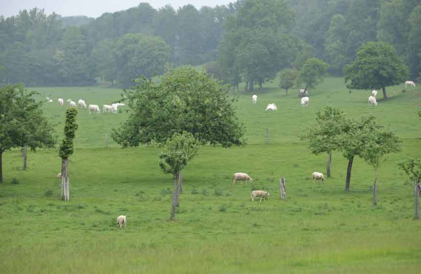 The garden at Villa des Groseilliers gite is home to a flock of sheep in a beautiful countryside setting