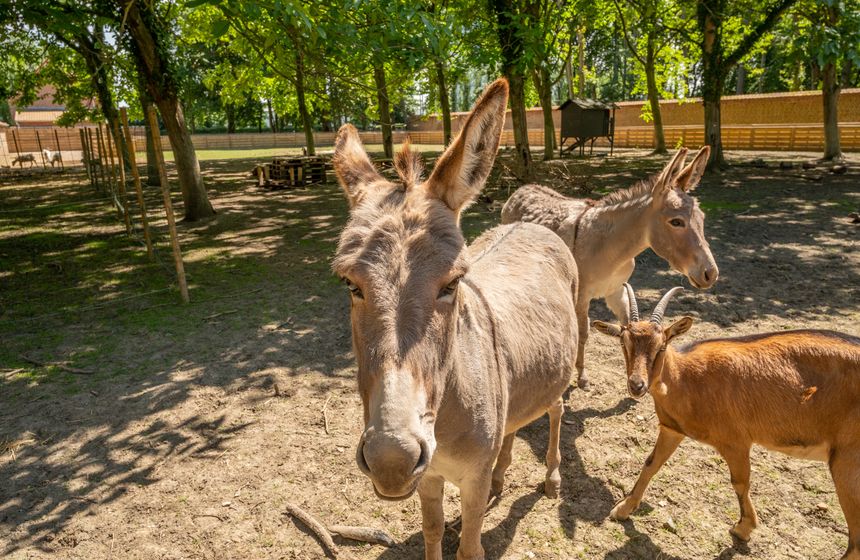 A quick 'Bonjour' to the animals who live at Château de Beaulieu