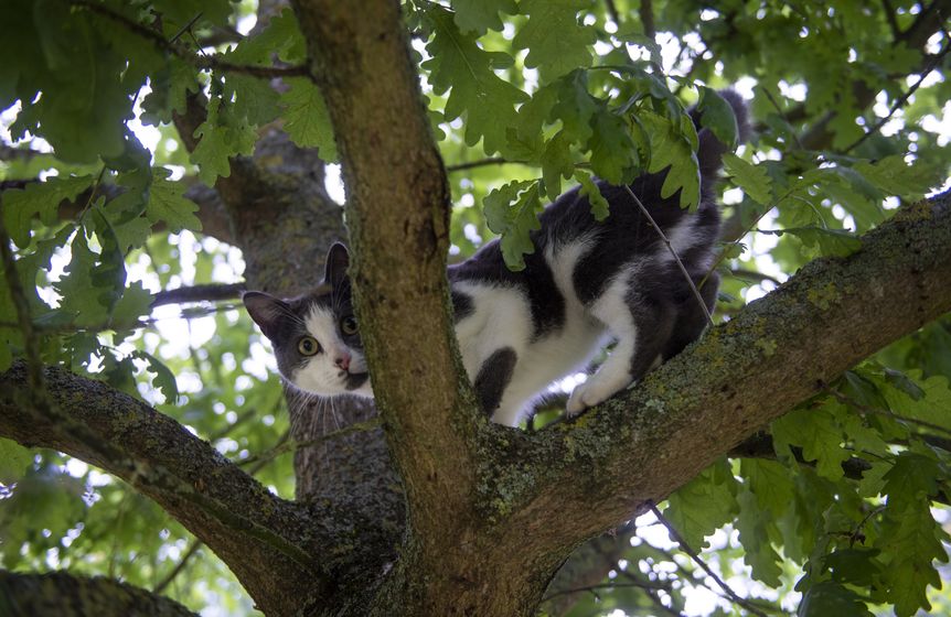 Cookie the cat will come and say hello to you