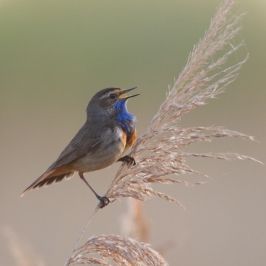 Bluethroat