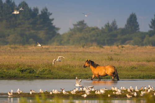 Henson Horses - French Weekend Breaks