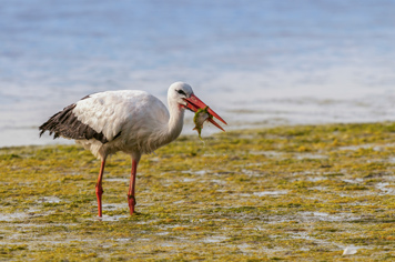 white stork in the Parc du Marquenterre Somme Bay Northern France