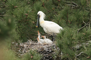 Spoonbills in th e Parc du Marquenterre Somme Bay Northern France