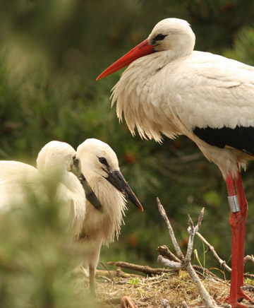 Spot birds which are difficult or impossible to see in the UK 