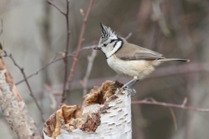 Crested Tit