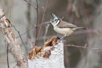 Crested Tit is common in the Somme Bay's hinterland