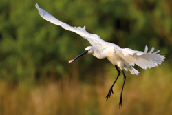 Spoonbill