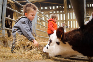 Things to do in Northern France with kids - A Cheese Farm Visit with kids - French Weekend Breaks 