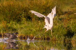 Great Egret