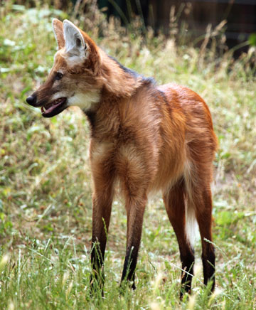 New at Lille Zoo: the maned wolf, an endangered species.