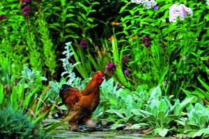 Chicken Jardin de Maizicourt 