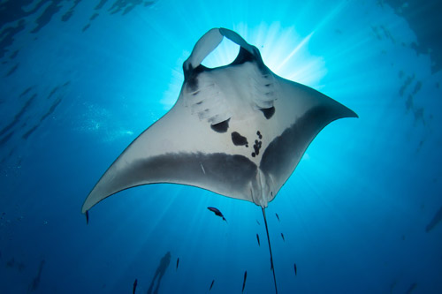 visit Nausicaa, Europe’s largest aquarium, with your family, manta birostris - Visit France