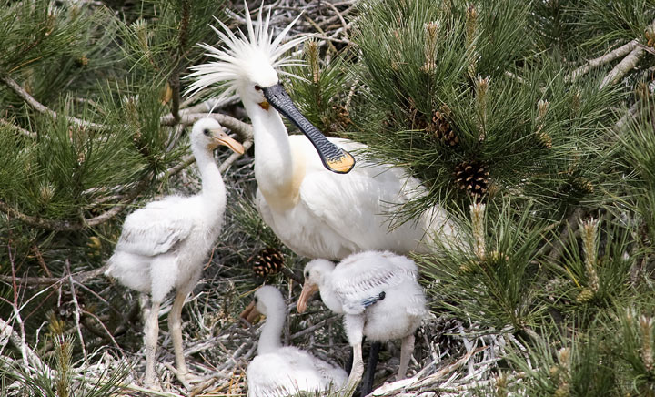 Northern France is a nesting place for Eurasian spoonbills.