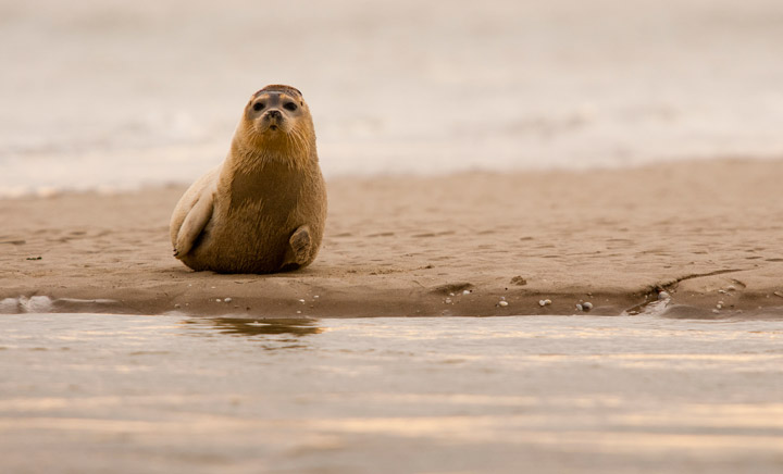 Natural space: Northern France's coastline is filled with wildlife such as its colony of seals