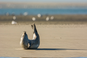 Seal of the Somme Bay - visit France