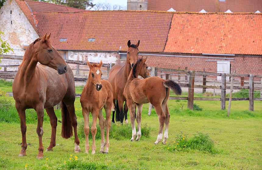 Greet the horses on the farm during your cottage break near Calais