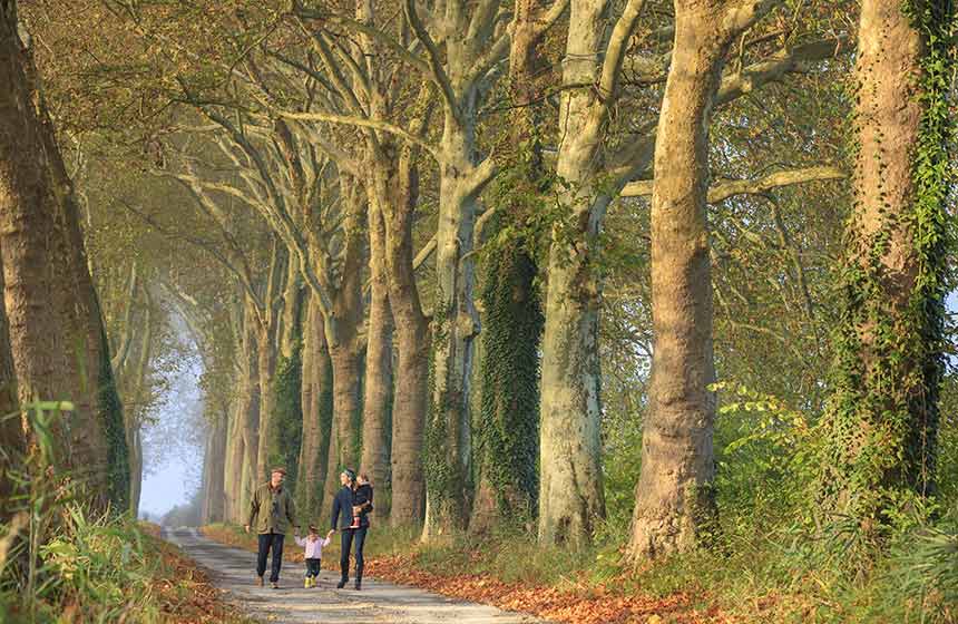 Taking a breath under ancient plane trees