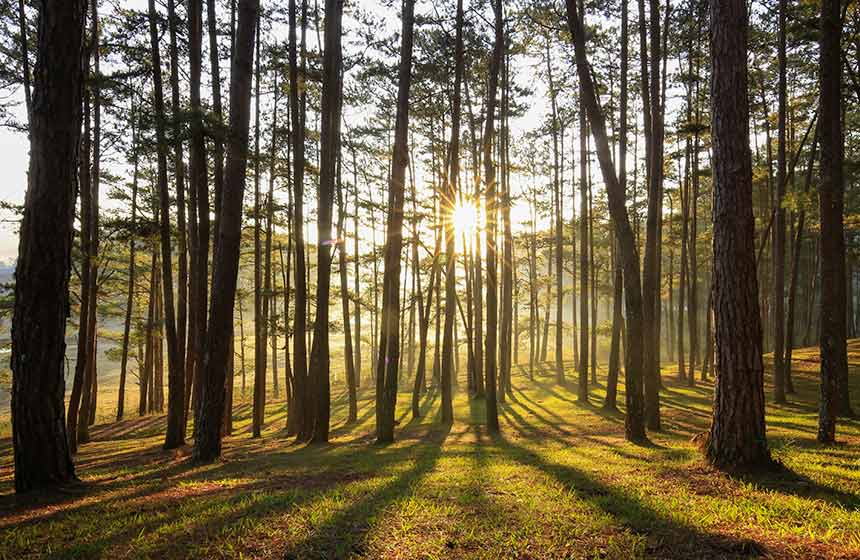 Wrap yourself in nature in the surrounding woodland - magical family time