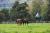 Happy horses out grazing at the Domaine du Lieu Dieu