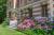 Hydrangeas provide a burst of colour in the manor house’s grounds 