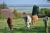 Countryside and cows close to Northern France’s Hotel Le Cap Hornu