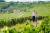 Enjoy romantic strolls through villages and vineyards