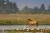 The Somme Bay in Northern France - birthplace of the Henson horse breed