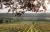 vignoble champagne