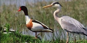 A day in the Somme Bay