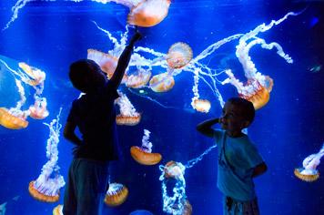 Nausicaa, Europe’s largest aquarium - French weekend breaks