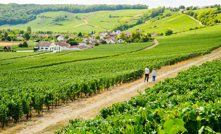 vineyard in Champagne 